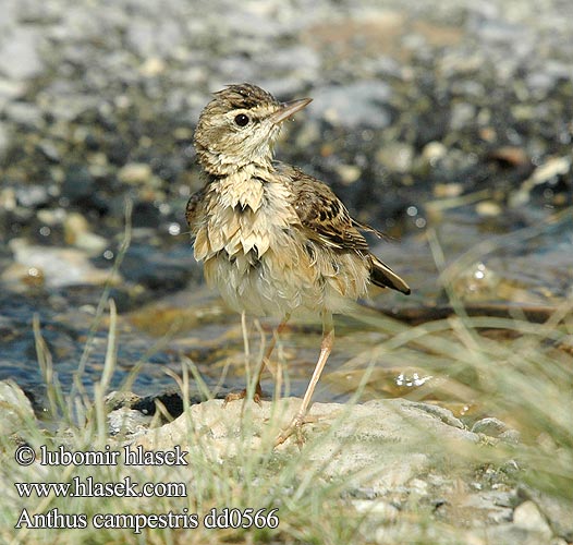 Anthus campestris linduška úhorní świergotek polny