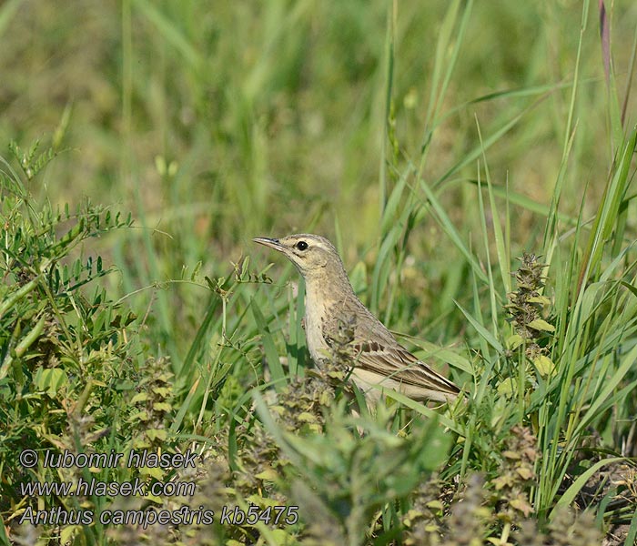 Linduška úhorní Anthus campestris