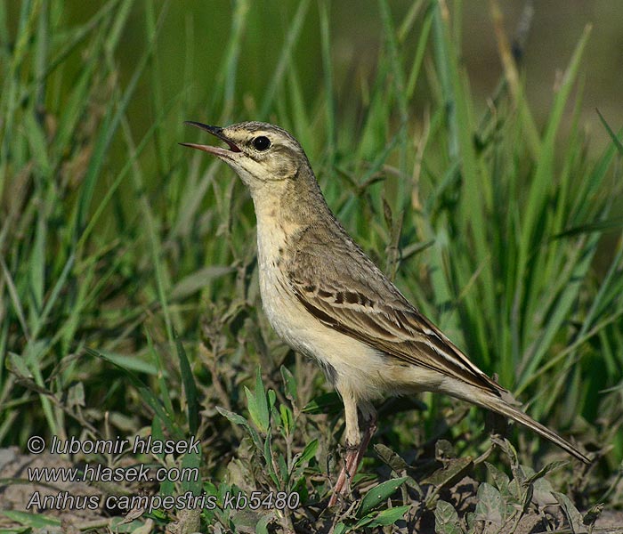 świergotek polny Anthus campestris