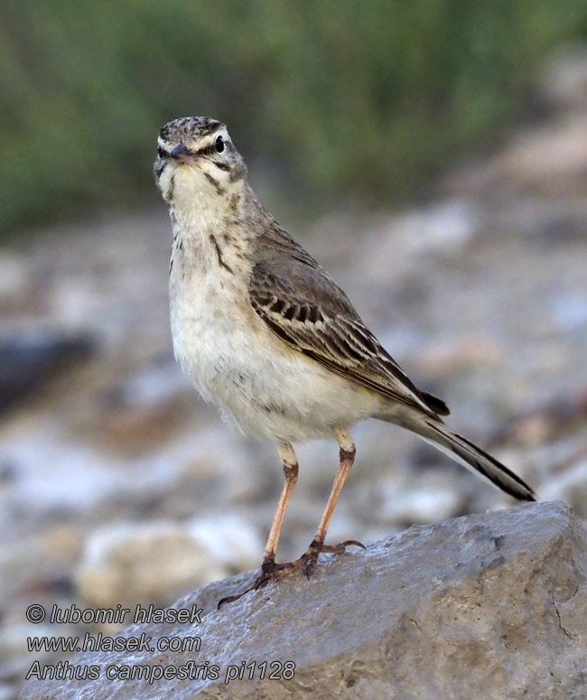 Конек полевой ムジタヒバリ الجشنة الصفراء Anthus campestris