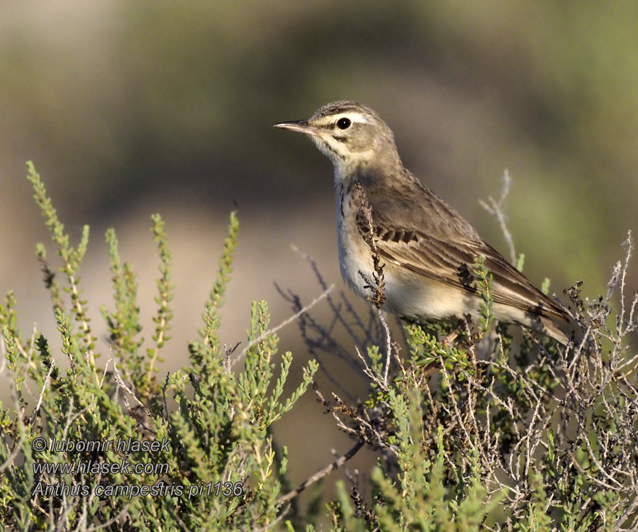 Fältpiplärka Trobat Landa-txirta 平原鹨 Anthus campestris