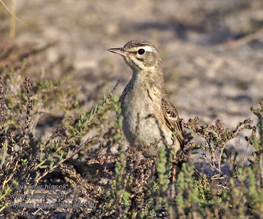 Markpiber Duinpieper Nummikirvinen Markpiplerke Anthus campestris