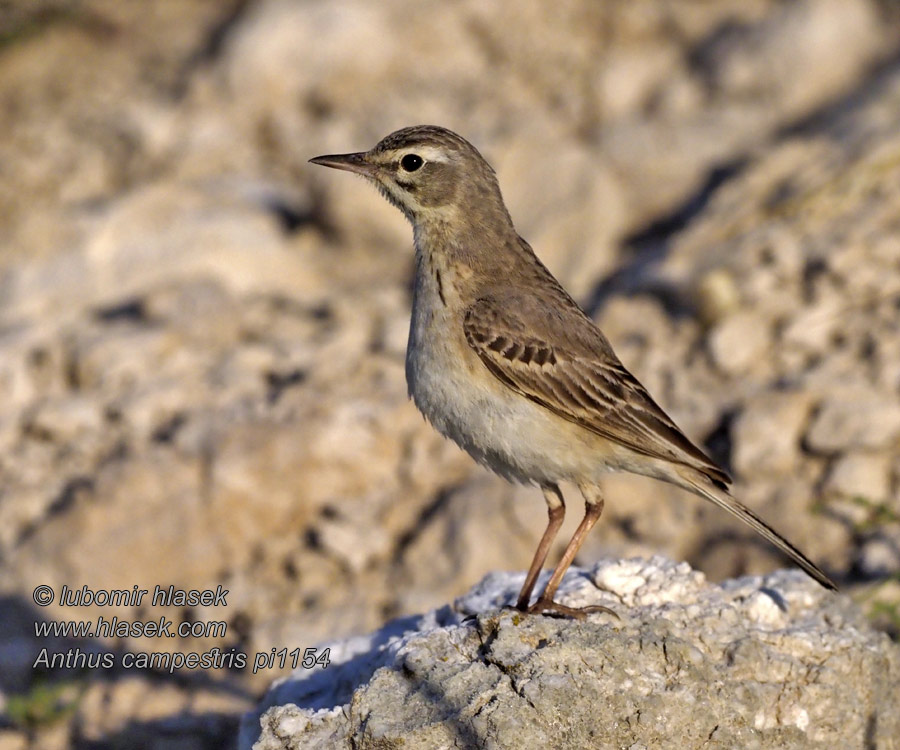 Linduška úhorní Anthus campestris