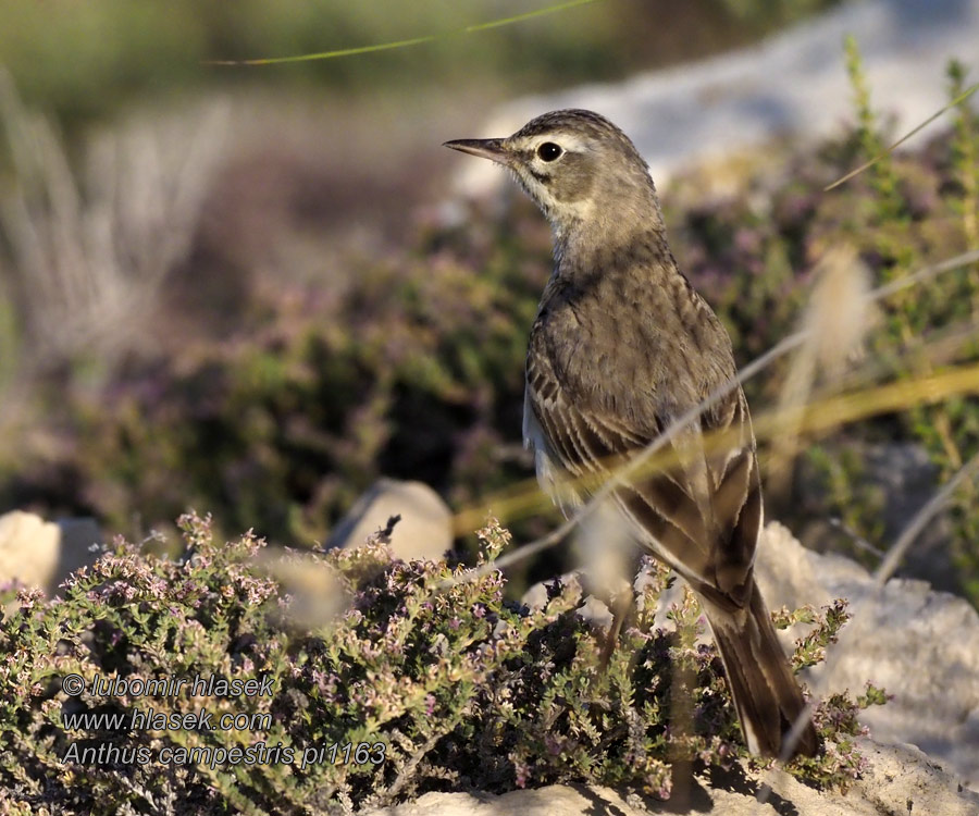 Pipit rousseline Argodrome champêtre Bisbita Campestre Anthus campestris