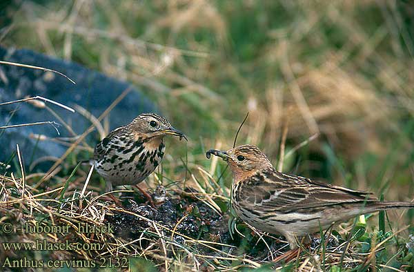 Anthus cervinus linduška rudokrká Rødstrubet Piber Roodkeelpieper