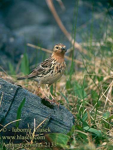 Anthus cervinus Lappiplerke Rödstrupig piplärka Piula gola-roja