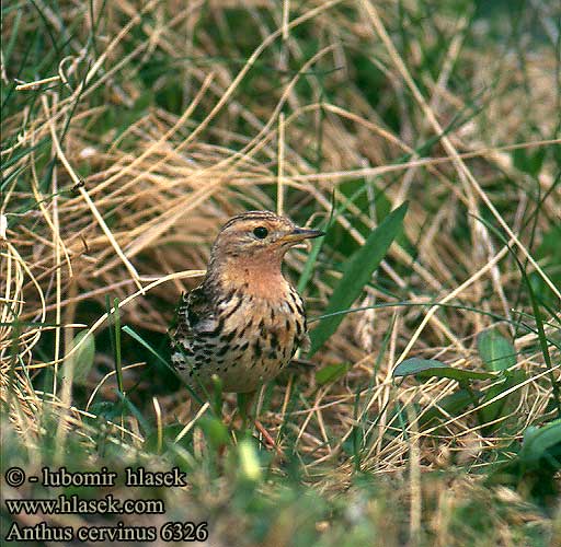 Anthus cervinus Κοκκινοκελάδα Petinha-de-garganta-ruiva