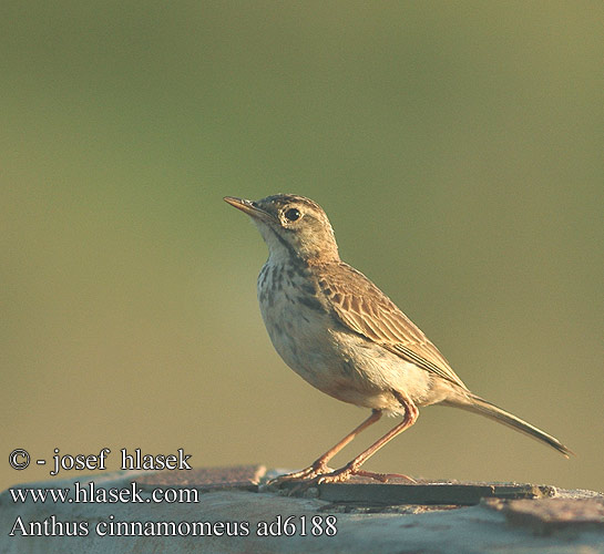 Anthus cinnamomeus Grassland Pipit Savannepiber Ruohikkokirvinen