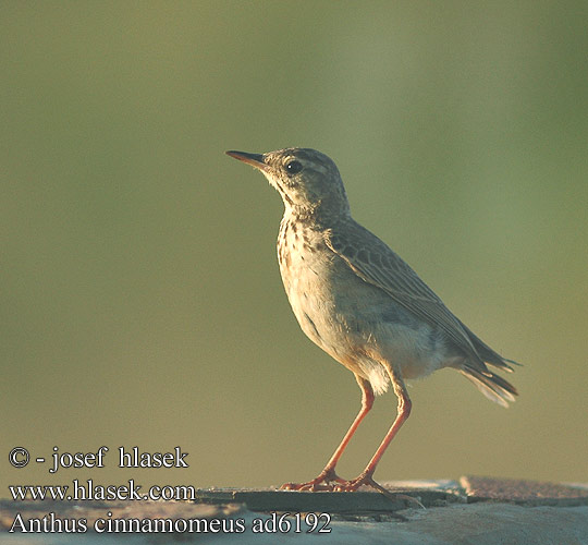 Anthus cinnamomeus Calandro africano Pispola montana