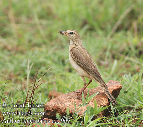 Anthus leucophrys Plain-backed Plain Plainbacked Pipit Afrikansk