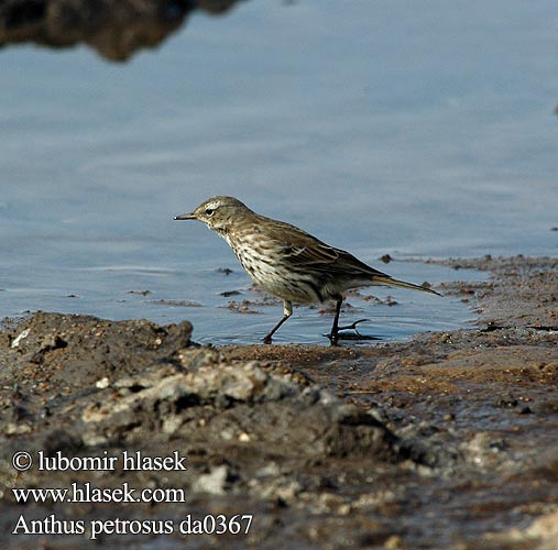 Anthus petrosus Rock Pipit Skærpiber Luotokirvinen maritime