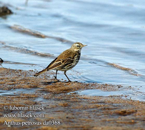 Anthus petrosus da0368