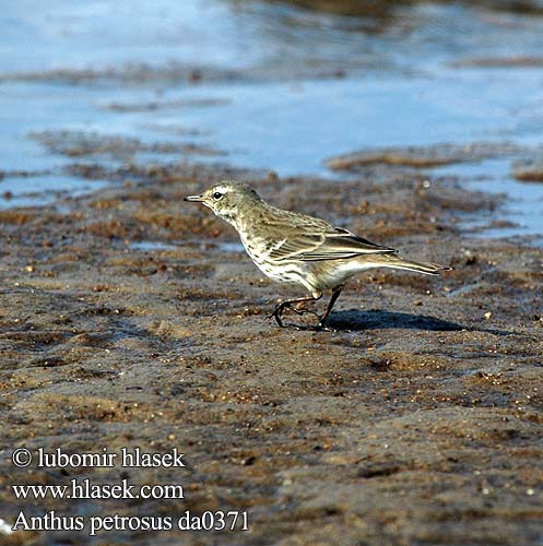 Anthus petrosus Linduška pobřežní skalní Bisbita Costero