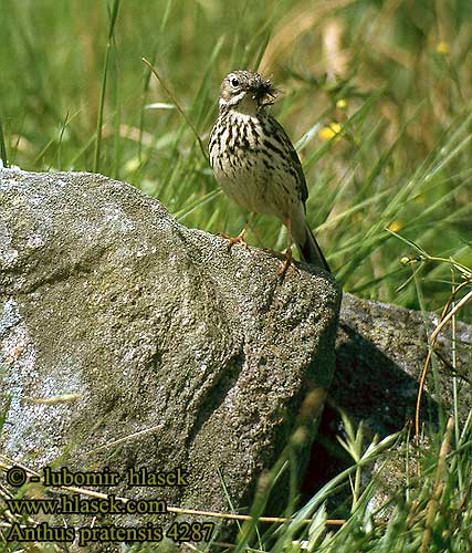 Anthus pratensis 4287