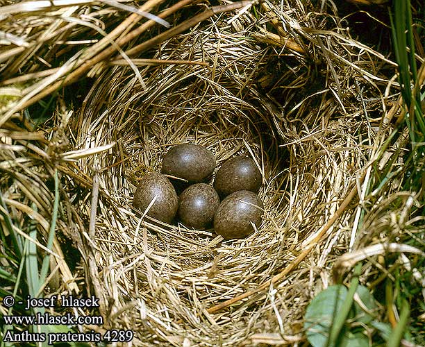 nests eggs Anthus pratensis 草地鹨 Конек луговой