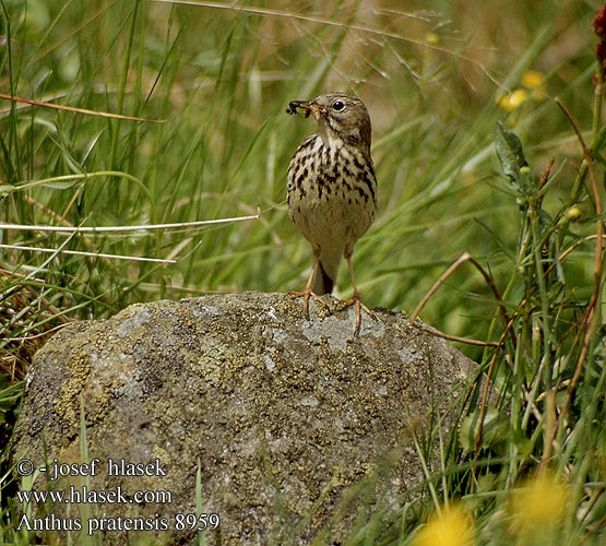 Anthus pratensis 8959