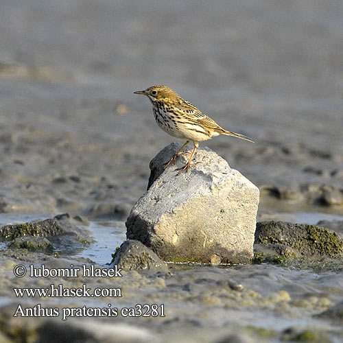 Anthus pratensis L'abtuška lúčna mala cipa Ливадска