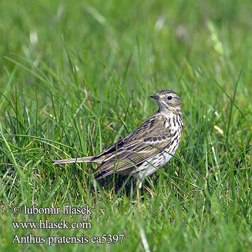 Anthus pratensis Ливадска трептељка