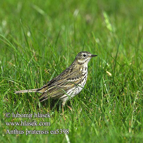 Anthus pratensis Wiesenpieper Pipit farlouse Bisbita Común