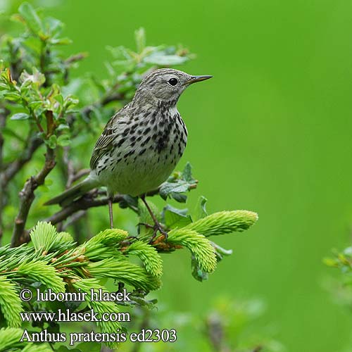 Anthus pratensis Meadow Pipit Wiesenpieper farlouse Bisbita Común