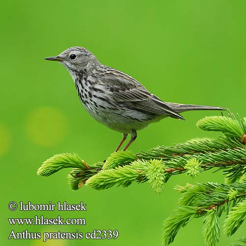 Meadow Pipit Wiesenpieper farlouse Bisbita Común Linduška luční