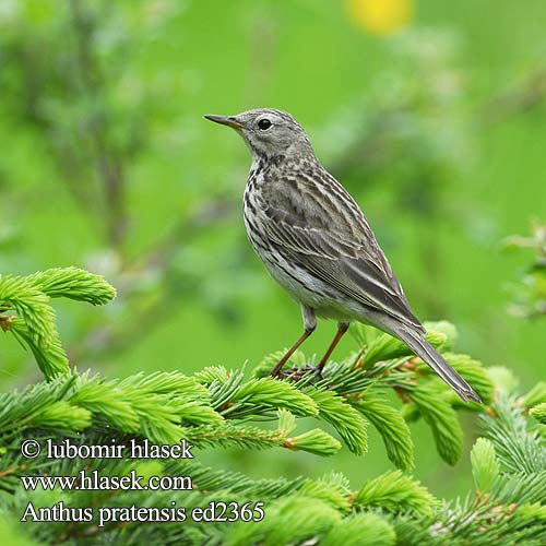 Anthus pratensis ed2365