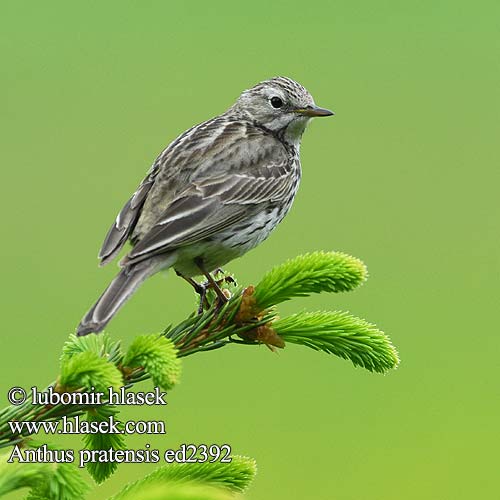 Anthus pratensis ed2392