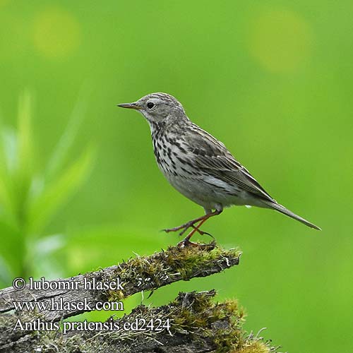 Graspieper Niittykirvinen Heipiplerke Ångspiplärka Titella