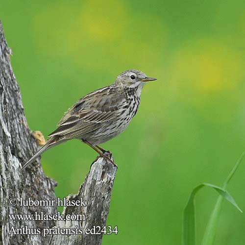 Anthus pratensis ed2434