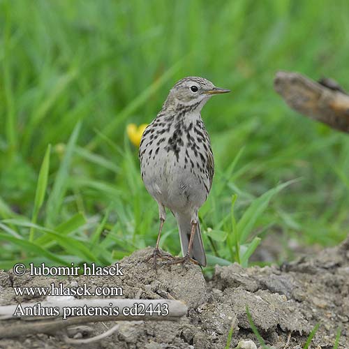 Anthus pratensis ed2443