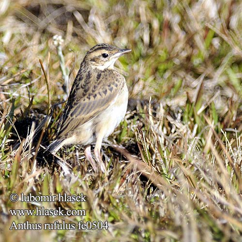 Anthus rufulus Paddyfield Pipit Orientspornpieper Linduška rýžová