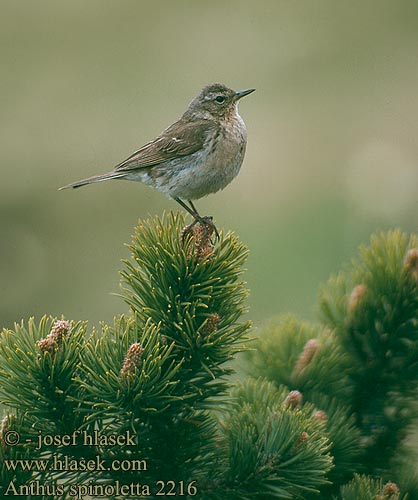 Anthus spinoletta Water Pipit Bergpieper Wasserpieper spioncelle aquatique