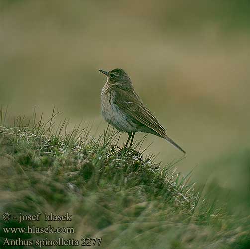 Anthus spinoletta 2277