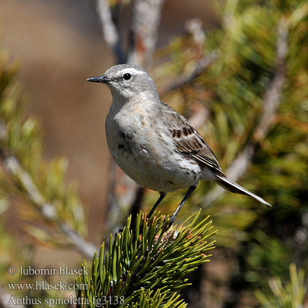 Anthus spinoletta fg3138