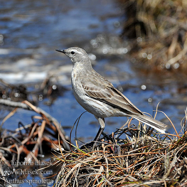 Water Pipit Bergpieper Wasserpieper spioncelle aquatique obscur