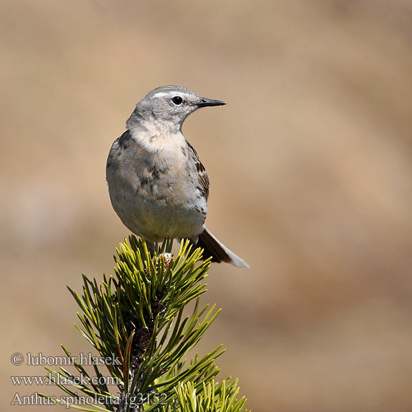 Anthus spinoletta fg3152