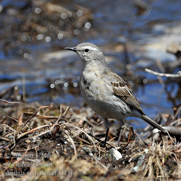 Pipit spioncelle aquatique obscur Bisbita Alpino Costero