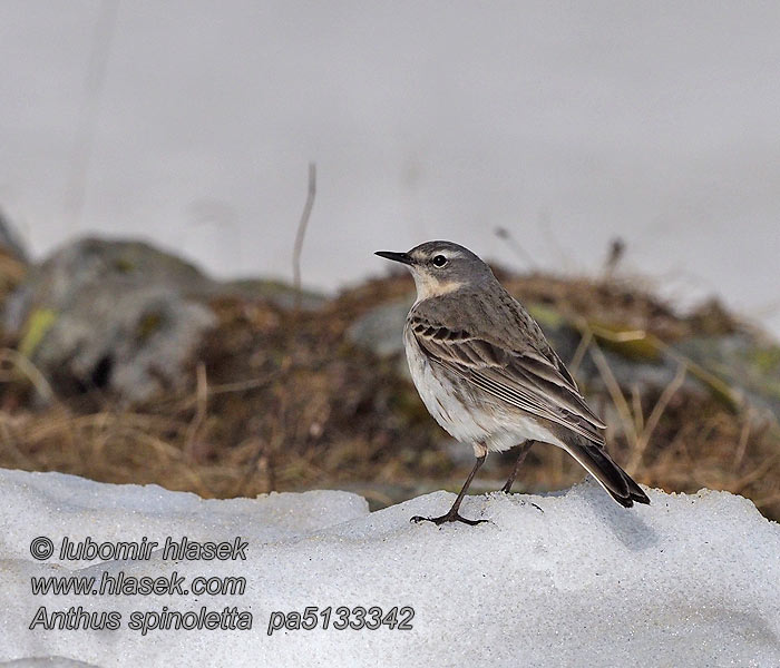 Water Pipit Anthus spinoletta