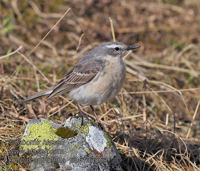 Pipit spioncelle aquatique obscur Anthus spinoletta