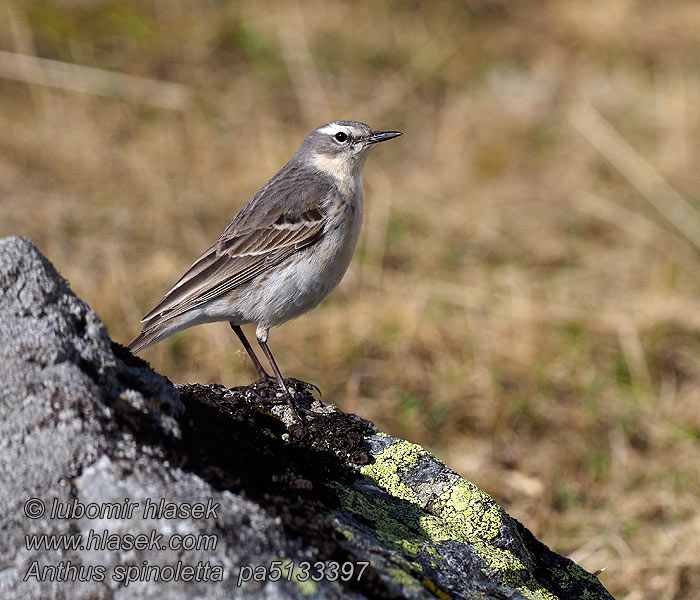 Bjergpiber Skærpiber Anthus spinoletta