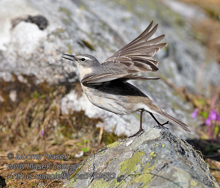 Vuorikirvinen Vannpiplerke Anthus spinoletta