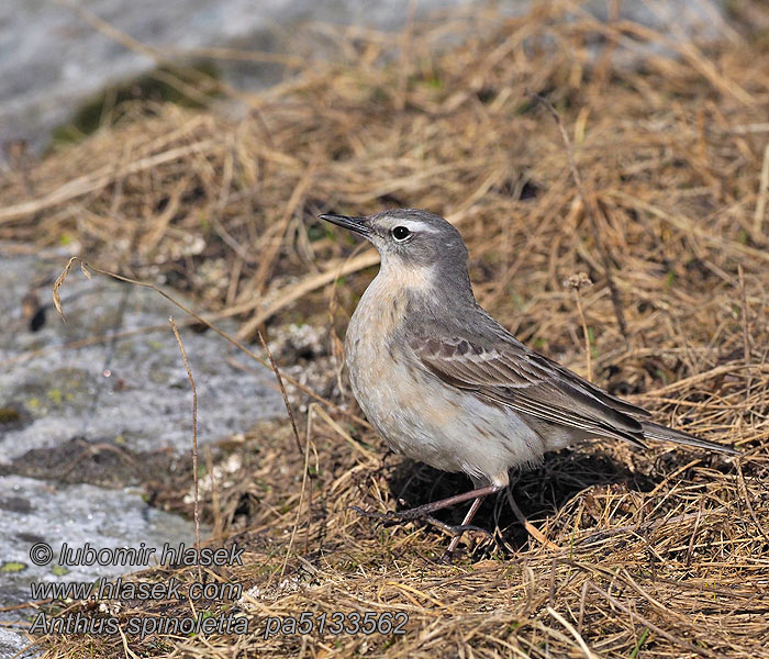 タヒバリ جشنة الماء 밭종다리 Anthus spinoletta