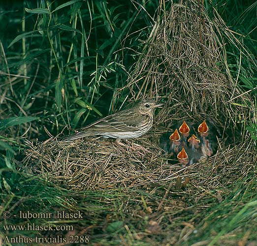 Anthus trivialis Tree Pipit Baumpieper Pipit des arbres