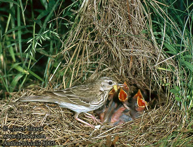 Anthus trivialis 8005