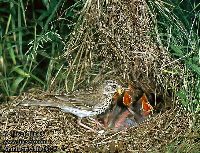 Anthus trivialis 8005