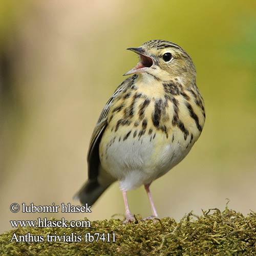 Anthus trivialis fb7411