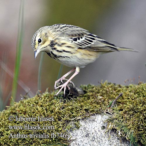 Anthus trivialis fb7469