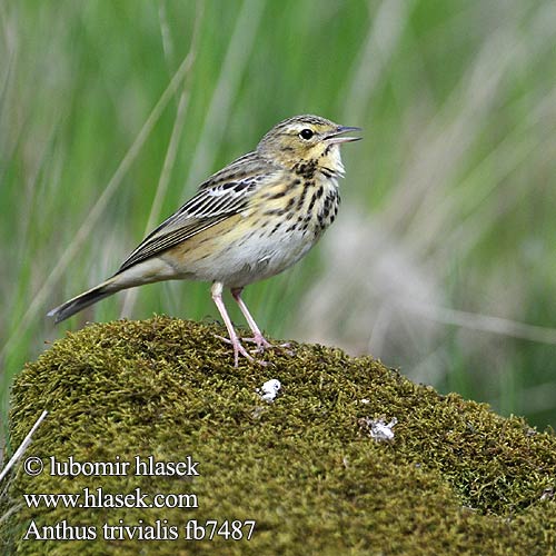 Anthus trivialis fb7487