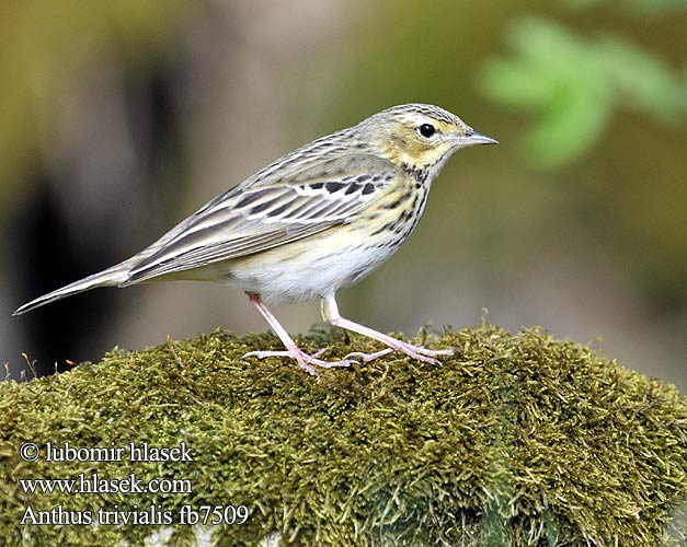 Anthus trivialis fb7509