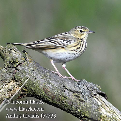 Anthus trivialis fb7533